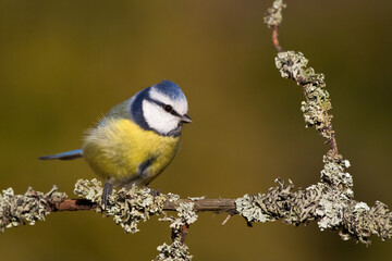 Bird - Blue Tit Cyanistes caeruleus perched on tree