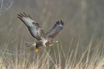 flying Common buzzard Buteo buteo in the fields in winter snow, buzzards in natural habitat, hawk...