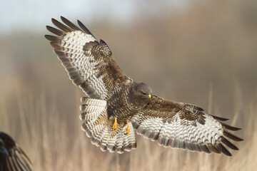 flying Common buzzard Buteo buteo in the fields in winter snow, buzzards in natural habitat, hawk bird on the ground, predatory bird close up