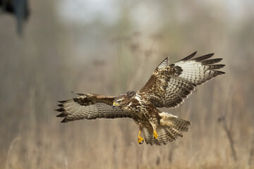 flying Common buzzard Buteo buteo in the fields in winter snow, buzzards in natural habitat, hawk bird on the ground, predatory bird close up