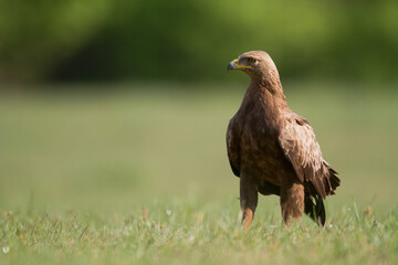 Birds of prey - Lesser Spotted Eagle Aquila pomarina