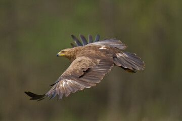 Birds of prey - Lesser Spotted Eagle Aquila pomarina
