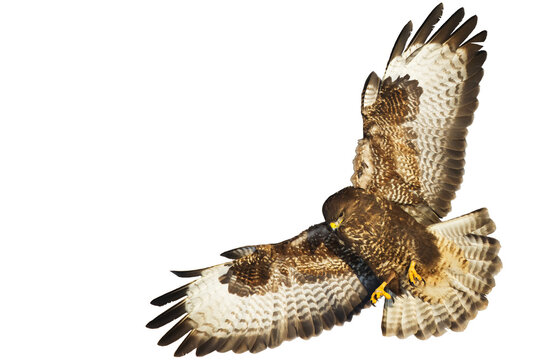 Birds of prey - Common buzzard Buteo buteo in the fields in, buzzards in natural habitat, hawk bird, predatory bird close up flying bird isolated on white background