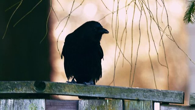 Black crow cawing while perched on fence, fall wildlife, neighborhood birds