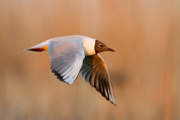 Bird black-headed gull Chroicocephalus ridibundus in flight spring time Poland, Europe