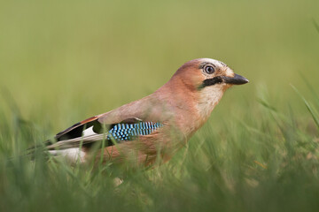 Bird Eurasian Jay Garrulus glandarius sitting on the ground Poland, Europe