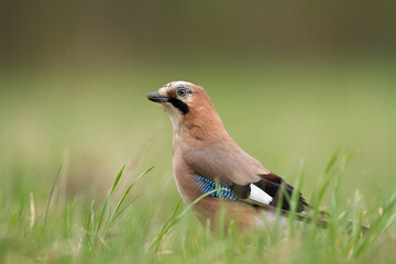 Bird Eurasian Jay Garrulus glandarius sitting on the ground Poland, Europe