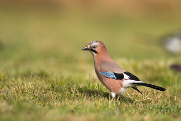 Bird Eurasian Jay Garrulus glandarius sitting on the ground Poland, Europe