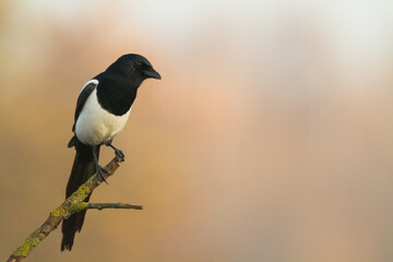 Bird - Common magpie Pica pica, very smart and clever bird with black and white plumage on brown background