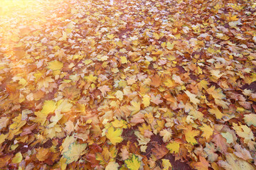 yellow fallen leaves abstract background, calendar golden fall