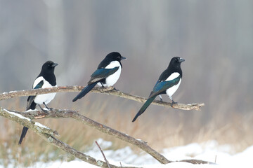 Bird - Common magpie Pica pica, very smart and clever bird with black and white plumage on brown background