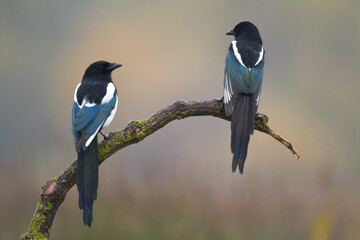Bird - Common magpie Pica pica, very smart and clever bird with black and white plumage on brown background