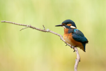 Bird - Kingfisher Alcedo atthis common kingfisher, bird - Poland, Europe