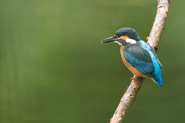 Bird - Kingfisher Alcedo atthis common kingfisher, bird - Poland, Europe