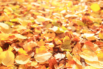 yellow fallen leaves abstract background, calendar golden fall