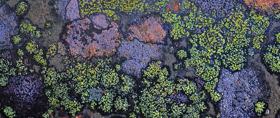 lichen moss texture background, nature abstract old stone