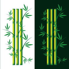 Set of  green bamboo plant on green and white background. Realistic detailed bamboo  green plant template card spa or nature concept for business