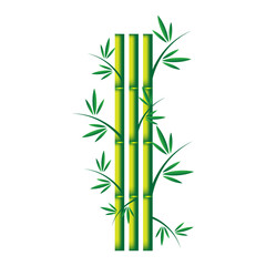 Handdrawn green bamboo plant. Realistic detailed bamboo chinese green plant template card spa or nature concept for business