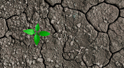Sprout plant in dry ground, top view