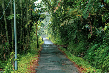 A straight path with lush greenery around it which is very peaceful and fresh in the morning in a countryside