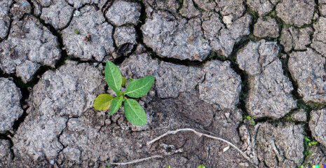 Sprout plant in dry ground, top view