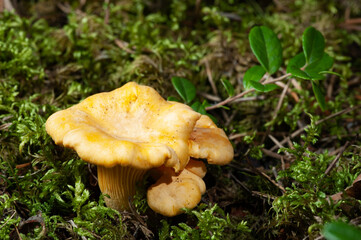 Bright orange chanterelle mushrooms