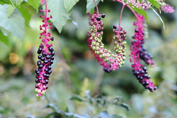 洋種山牛蒡（ヨウシュヤマゴボウ）