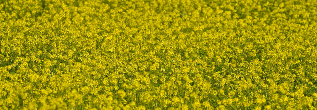 Field of flowering rape // Raps-Feld (Brassica napus)