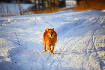 Fototapeta premium winter dog husky, pet animal snow