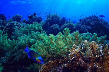 coral reef background, underwater marine life ecosystem ocean sea