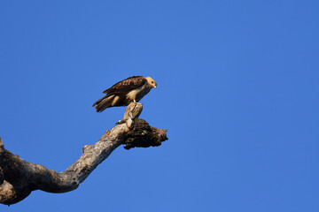 Australian adult Whistling Kite -Haliastur sphenurus- perched old tree looking down sunlight blue sky copy space