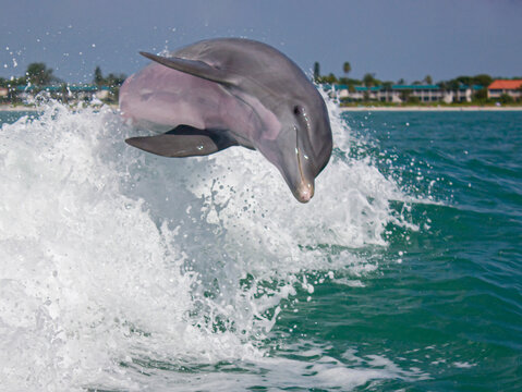 A happy dolphin leaping through the waves in the Gulf of Mexico in Sanibel, Florida.