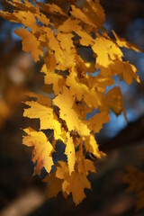 autumn leaves on the ground