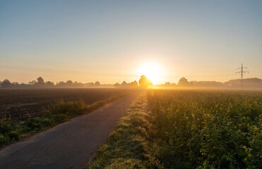 Nebelmorgen im Lipperbruch