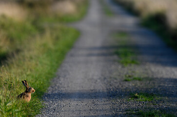 Brown hare on a Field path  // Feldhase auf einem Feldweg  (Lepus europaeus)
