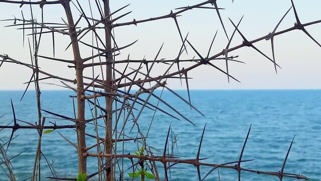 tree thorns and sea view in the background