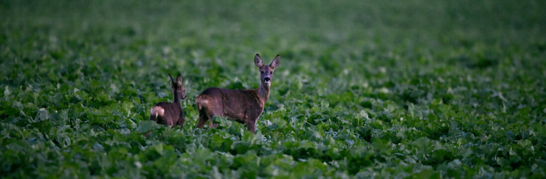Roe deer // Europ&auml;isches Reh (Capreolus capreolus)