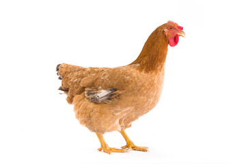 Brown hen isolated on white background