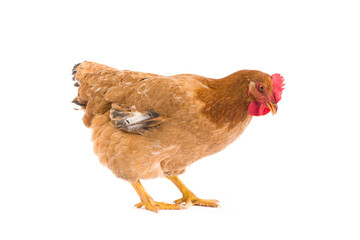 Brown hen isolated on white background