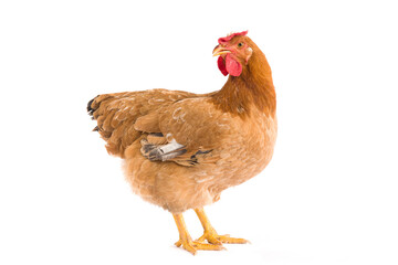 Brown hen isolated on white background