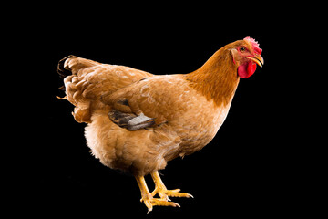 Brown hen isolated on black background