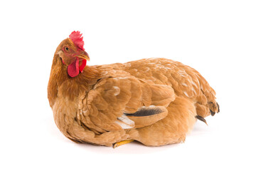 brown chicken lying isolated on white background.