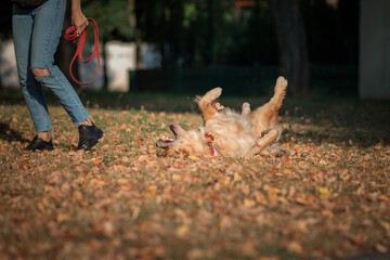 Purebred beautiful golden retriever for a walk in the park.