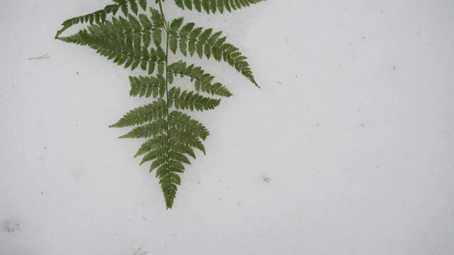 Female hands lay out green fern leaves on dense snow cover, close-up.
