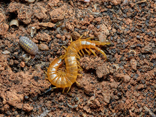 Yellow giant centipedes. Scolopendra oraniensis.  