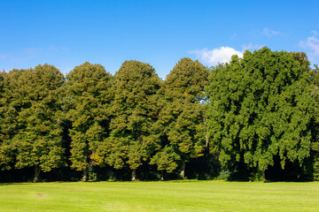 Landscape view of Amsterdamse bos with green grass lawn and forest,  Beginning of autumn with colour of trees about to change and blue sky, Beautiful nature background, Amsterdam, Netherlands.