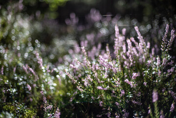 Obraz premium Gossamer on wild heather in the forest in the morning