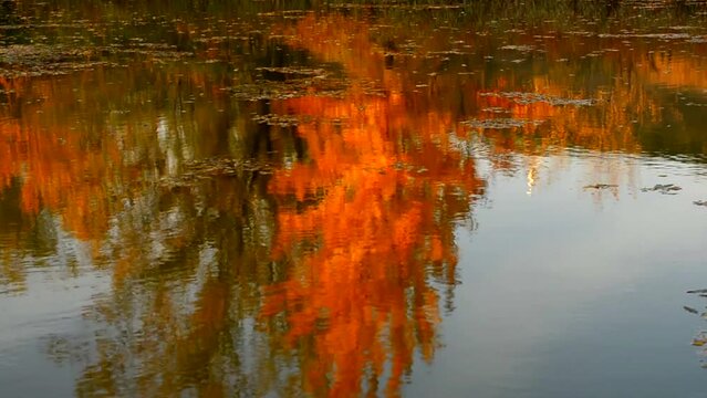 Reflection of yellow autumn trees in the water. Small ripples on the water