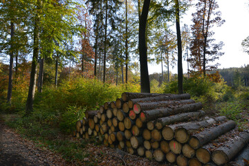 Holz für den Winter