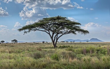 Fototapeta na wymiar A single umbrella acacia with two vultures in the savannah of the Serengeti, Tanzania
